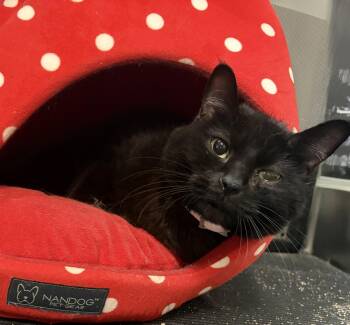 Meeshka -  Domestic Short Hair Cat for Adoption in Melbourne, Arkansas - Meeshka | PetCurious