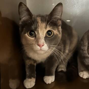 Domestic Short Hair Cats Available for Adoption - FOX | PetCurious