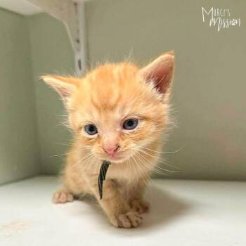 Ember -  Domestic Short Hair Cat for Adoption in Spokane, Washington - Ember | PetCurious