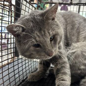 Grey Goose -  Domestic Short Hair Cat for Adoption in Lufkin, Texas - Grey Goose | PetCurious