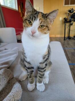 Rescue Domestic Short Hair Cats for Adoption in Grand Junction, Colorado - Beans | PetCurious