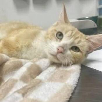 Angel of Anarchy -  Domestic Short Hair Cat for Adoption in Fredericksburg, Virginia - Angel Of Anarchy | PetCurious