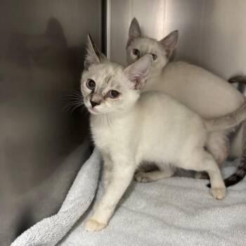 Polina -  Siamese Cat for Adoption in Spokane, Washington - Polina | PetCurious