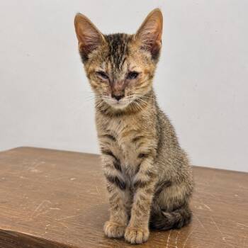 Banks -  Domestic Short Hair Cat for Adoption in Austin, Texas - Banks | PetCurious