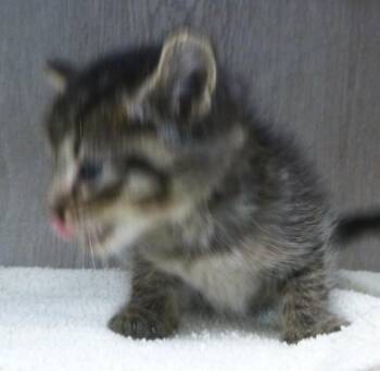 Rocket -  Domestic Medium Hair Cat for Adoption in Lafayette, Louisiana - Rocket | PetCurious
