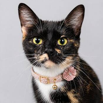 Tortoiseshell and Tabby Cats Available for Adoption in Hillsboro, Texas - Praline — Sweet, Curious, And Full Of Quiet Love | PetCurious