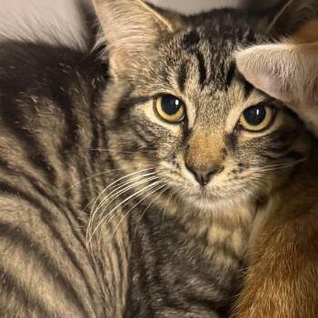Shy -  Domestic Medium Hair Cat for Adoption in Lakewood, Colorado - Shy | PetCurious