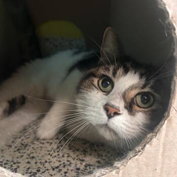 Dumpling -  Domestic Short Hair Cat for Adoption in Fresno, California - Dumpling | PetCurious