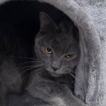 Mishi -  Domestic Short Hair Cat for Adoption in Muncie, Indiana - Mishi | PetCurious