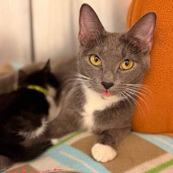Fern -  Domestic Short Hair Cat for Adoption in Philadelphia, Pennsylvania - Fern | PetCurious