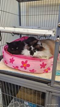 Midnight -  Domestic Long Hair Cat for Adoption - Midnight | PetCurious