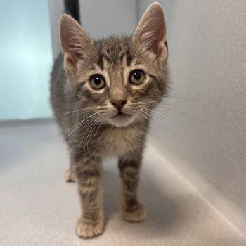 Domestic Medium Hair Cats Available for Adoption in Hailey, Idaho - Nita | PetCurious