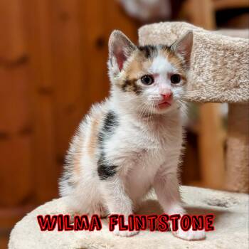 Rescue Domestic Short Hair Cats for Adoption in Greensboro, North Carolina - Wilma | PetCurious