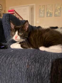 Domestic Short Hair Cats Available for Adoption in Newnan, Georgia - *Cherryblossom | PetCurious
