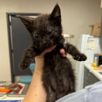 Donut -  Domestic Short Hair Cat for Adoption in Morganton, North Carolina - Donut | PetCurious