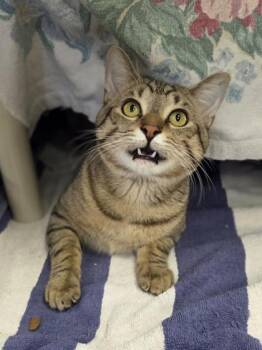 Domestic Short Hair Cats Available for Adoption in Westland, Michigan - Radio Shack | PetCurious
