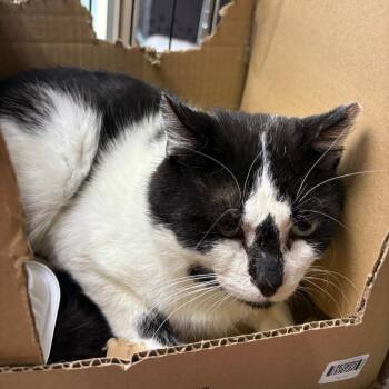 Domestic Short Hair Cats Available for Adoption in Valdosta, Georgia - Frank Sinatra | PetCurious