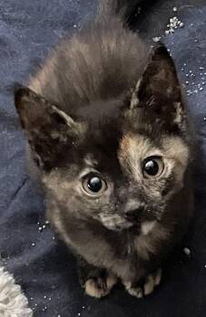 Darla -  Domestic Short Hair Cat Available for Adoption in Westfield, New Jersey - Darla | PetCurious