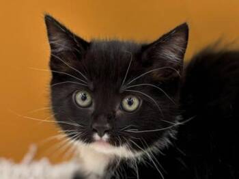 Boots -  Domestic Short Hair Cat for Adoption in Portland, Oregon - Boots | PetCurious