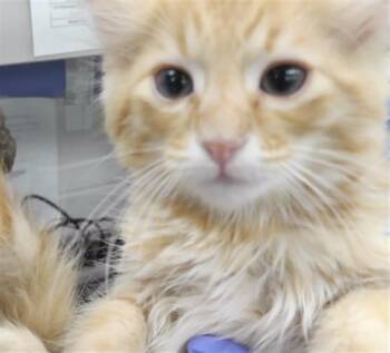 PUMPKIN PIE -  Domestic Long Hair and Domestic Short Hair Cat for Adoption in Omaha, Nebraska - PUMPKIN PIE | PetCurious