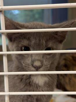 Data -  Domestic Short Hair Cat for Adoption in Chamblee, Georgia - Data | PetCurious