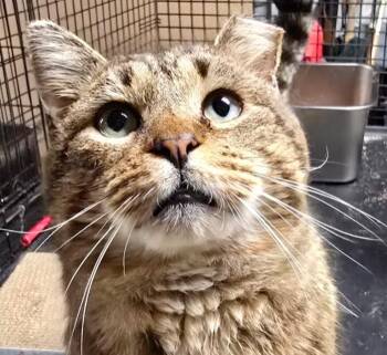 Domestic Short Hair Cats Available for Adoption - Rocco | PetCurious