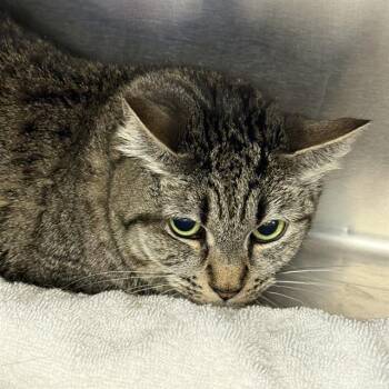 Domestic Short Hair Cats Available for Adoption in Las Vegas, Nevada - BERYL | PetCurious