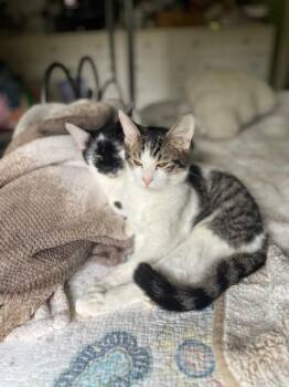 Rescue Domestic Short Hair Cats for Adoption - Paprika | PetCurious