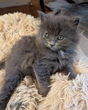 Pia and Perry -  Domestic Medium Hair Cat for Adoption in Denver, Colorado - Pia And Perry | PetCurious