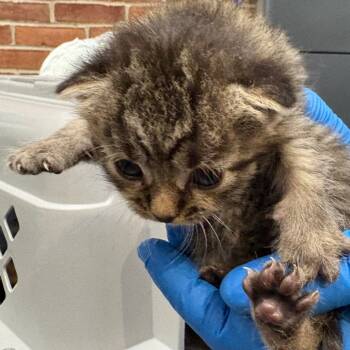 Rescue Domestic Short Hair Cats for Adoption in Allentown, Pennsylvania - LVH-Stray-11518_2_3_4_5_6_7 | PetCurious