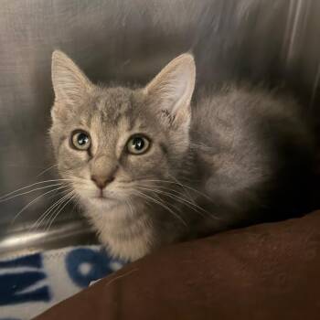 Winston -  Domestic Short Hair Cat for Adoption in Owosso, Michigan - Winston | PetCurious