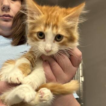 Domestic Long Hair Cats Available for Adoption in Spokane, Washington - Matcha | PetCurious