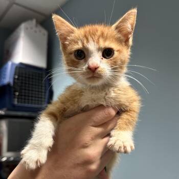 Super 8 -  Domestic Medium Hair Cat for Adoption in Chattanooga, Tennessee - Super 8 | PetCurious
