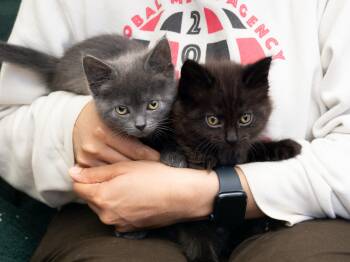 Domestic Short Hair Cats Available for Adoption in Seattle, Washington - Jack And Sparrow | PetCurious