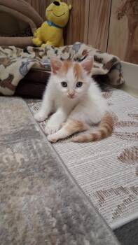 Rescue Domestic Short Hair Cats for Adoption in Kenosha, Wisconsin - Pickles | PetCurious