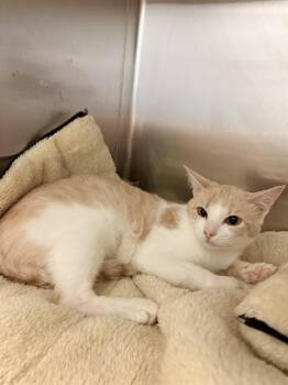 LEMONDROP -  Domestic Short Hair Cat for Adoption in Killeen, Texas - LEMONDROP | PetCurious