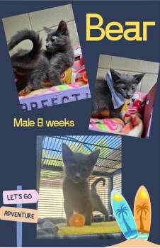 Bear -  Domestic Short Hair Cat for Adoption in Blountville, Tennessee - Bear | PetCurious