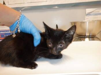 RACHEL -  Domestic Short Hair Cat for Adoption in San Jose, California - RACHEL | PetCurious