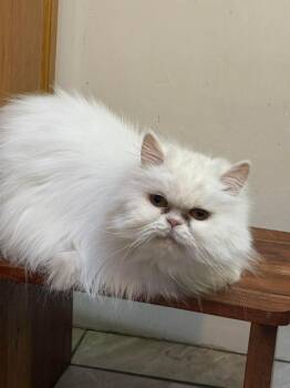 Persian Cats Available for Adoption in Bayonne, New Jersey - Fluffy | PetCurious