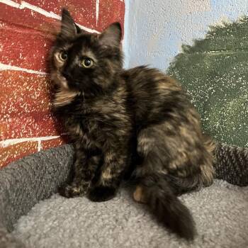 Ladybug -  Domestic Medium Hair Cat for Adoption in Laredo, Texas - Ladybug | PetCurious