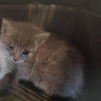 Essentia -  Domestic Short Hair Cat for Adoption in Lynchburg, Virginia - Essentia | PetCurious
