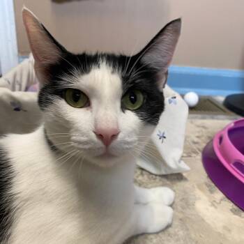 Serena -  Domestic Short Hair Cat for Adoption in Brockport, New York - Serena | PetCurious