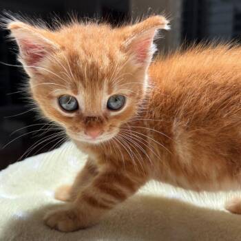 Domestic Short Hair Cats Available for Adoption in Volcano, Hawaii - Ono | PetCurious
