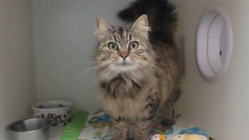 Domestic Long Hair Cats Available for Adoption - GRETCHEN | PetCurious