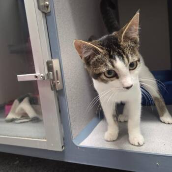 Lynx -  Domestic Short Hair Cat for Adoption in North Battleford, Saskatchewan - Lynx | PetCurious
