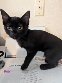 Robin -  Domestic Short Hair Cat for Adoption in Redondo Beach, California - Robin | PetCurious