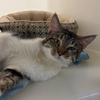 Cash -  Domestic Short Hair Cat for Adoption in Harrisonburg, Virginia - Cash | PetCurious