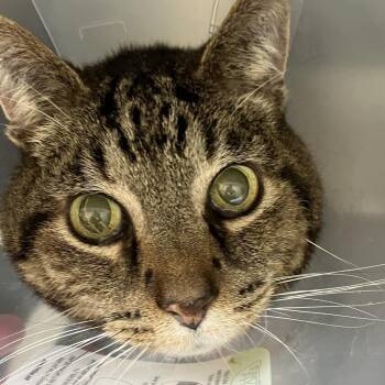 Brusco -  Domestic Short Hair Cat for Adoption in Grand Rapids, Michigan - Brusco | PetCurious