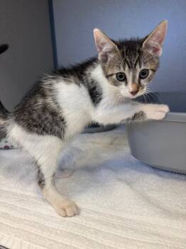 Grumpy -  Domestic Short Hair Cat for Adoption in Liverpool, New York - Grumpy | PetCurious
