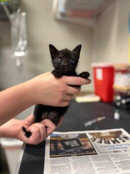 Domestic Short Hair Cats Available for Adoption in Sorrento, Louisiana - 26-0557C | PetCurious